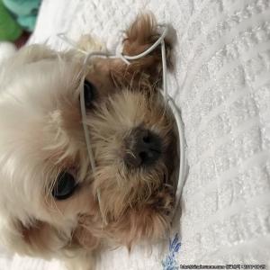 강아지를 찾습니다