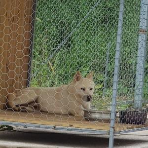 진돗개 백구 찾아요.