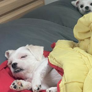 말티 두마리 새로운 가족을 찾습니다..