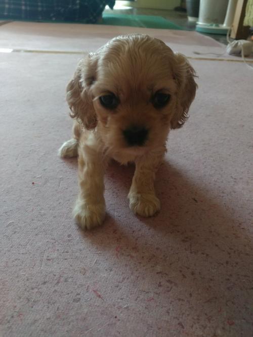 2개월 말티푸 분양보냅니다ㅠㅠ