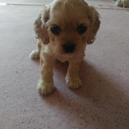 2개월 말티푸 분양보냅니다ㅠㅠ