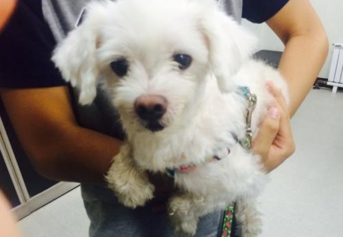 파주에서 유기견 말티즈 보호중입니다.