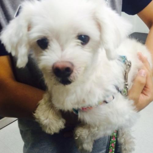 파주에서 유기견 말티즈 보호중입니다.