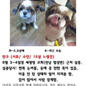 시츄. 민구. 찾아요