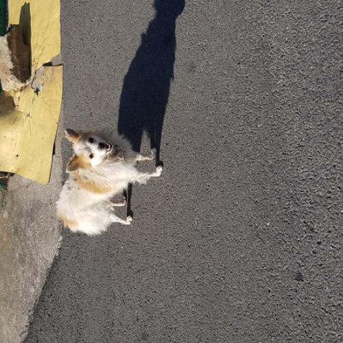 강아지 주인 찾아요