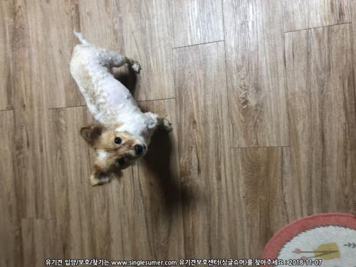 [대구]북구 복현동 강아지 주인찾아요