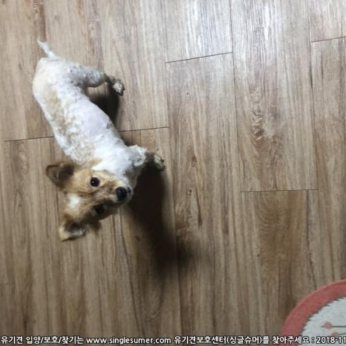 [대구]북구 복현동 강아지 주인찾아요