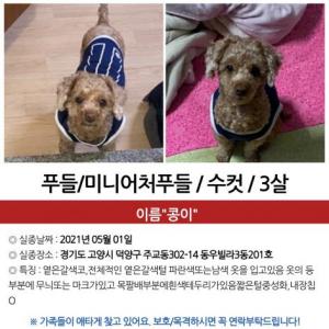 강아지를 찾습니다