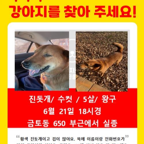 강아지 좀 찾아주세요 ㅠㅠ목격하신 분을 찾습니다.