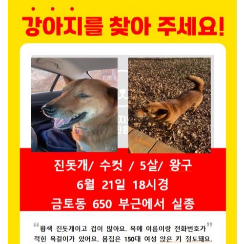 강아지 좀 찾아주세요 ㅠㅠ목격하신 분을 찾습니다.