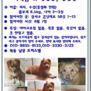 강아지를 찾습니다.