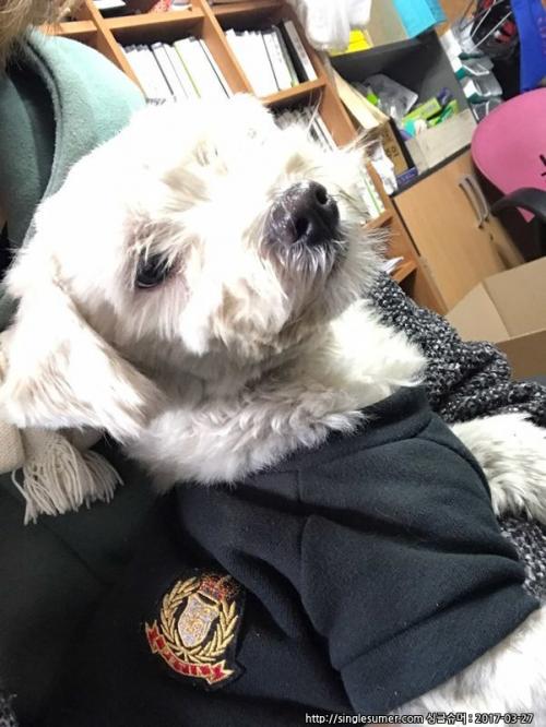 부평구 수컷 말티즈 보호중입니다.