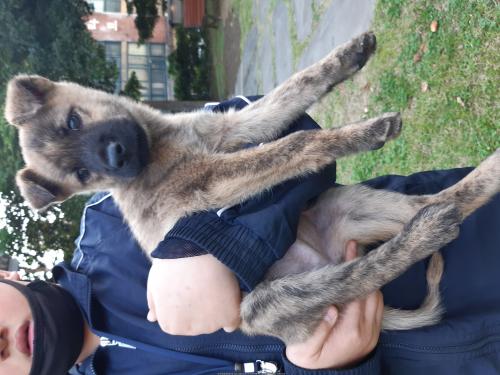 강아지 주인을 찾아주세요