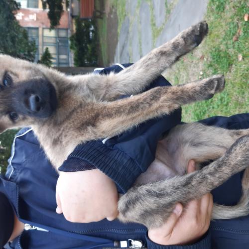 강아지 주인을 찾아주세요