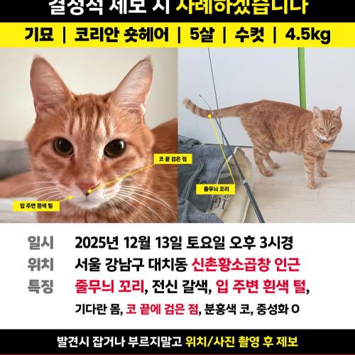 코숏 전신갈색줄무늬 기묘를 찾습니다