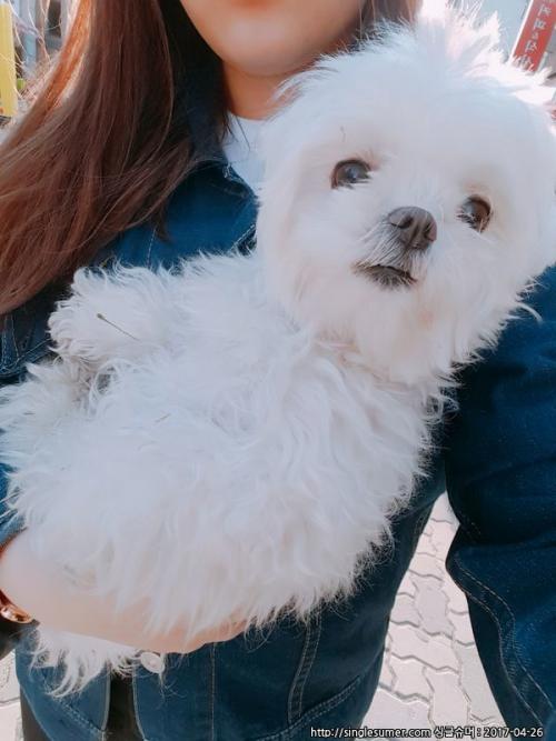 계양구에서 말티즈를 주웠습니다