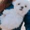계양구에서 말티즈를 주웠습니다