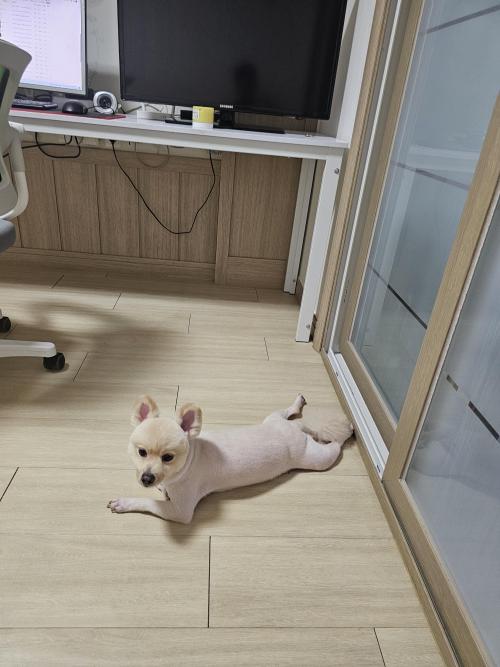 폼피츠 무료분양 합니다ㅜ