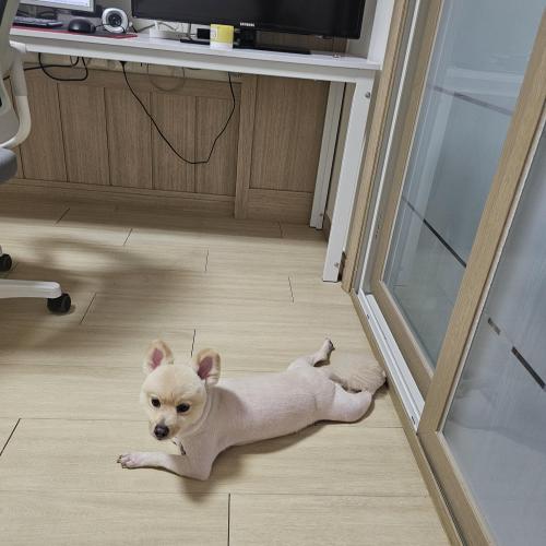 폼피츠 무료분양 합니다ㅜ