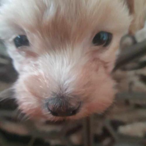 경기) 크림 말티푸 2개월 남아 가정분양합니다.