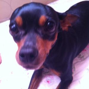 미니핀 찾습니다