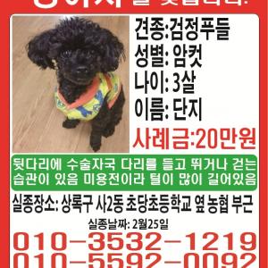 검정색 푸들 단지를 찾습니다. 안산시 상록구 사2동 초당초부근입니다.