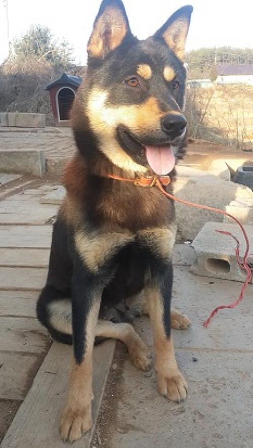 진돗개 블랙탄 네눈박이