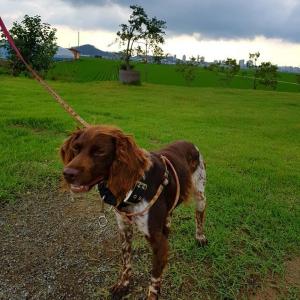 청이를 찾습니다