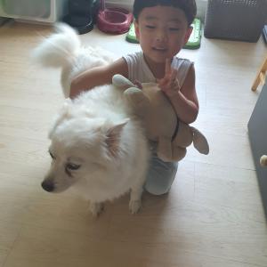 도봉구 창동 스피츠 찾습니다