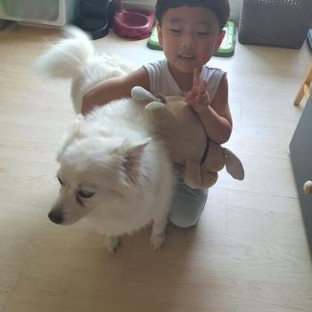 도봉구 창동 스피츠 찾습니다