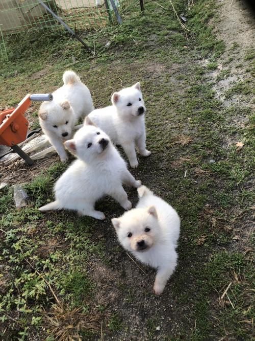 시골믹스강아지 분양합니다