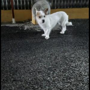 힌색믹스견 찾아요 귀가쫑긋 귀에 갈색