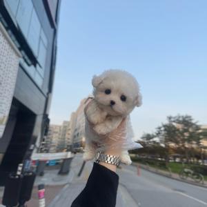 2개월령 미니비숑 분양보냅니당