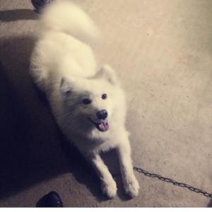 샤몽이 찾아주세요