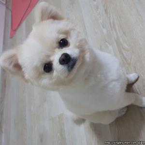 부천 소사구 송내동에서 잃어버린 뭉치를 찾아요