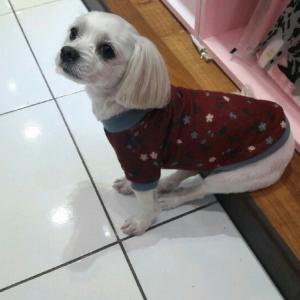 소형 흰색 말티즈 찾고있습니다