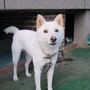 숭의동에서 잃어버린 진도개 짱구를 찾습니다.