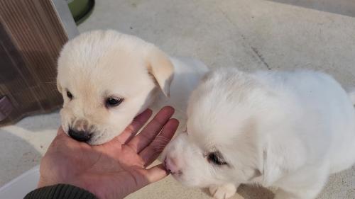 40일된 진트리버 무료분양 (진돗개 리트리버 믹스견 분양합니다^^)