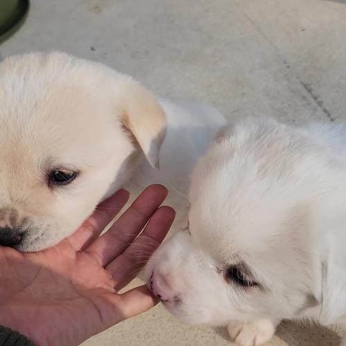 40일된 진트리버 무료분양 (진돗개 리트리버 믹스견 분양합니다^^)