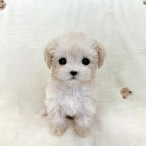 [20만원] 똘망한 크림 말티푸 공주님 분양중입니다