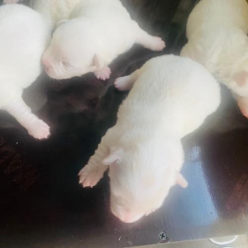 전주, 장수 시골강아지 분양해요 재업로드