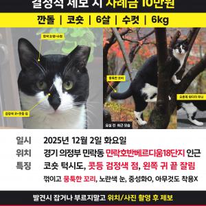 의정부 코숏 턱시도 깐돌이를 찾습니다