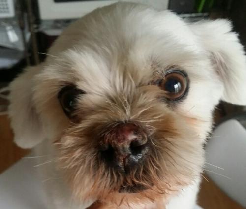 화곡역 28일 밤10시경 흰색 말티즈 믹스 수컷 보호중