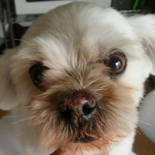 화곡역 28일 밤10시경 흰색 말티즈 믹스 수컷 보호중