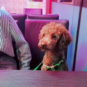 갈색 토이푸들 찾습니다