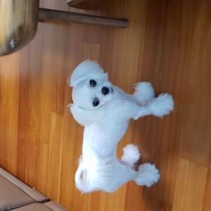 말티즈를 찾습니다!