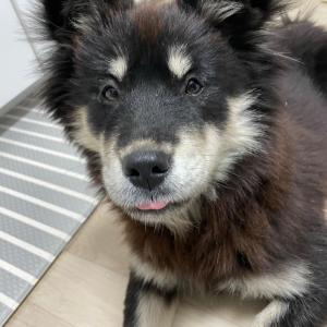 장모 블랙탄 진돗개 믹스 땅땅이를 찾습니다.