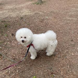 양파를 찾습니다