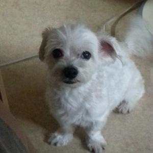 강아지를 찾습니다