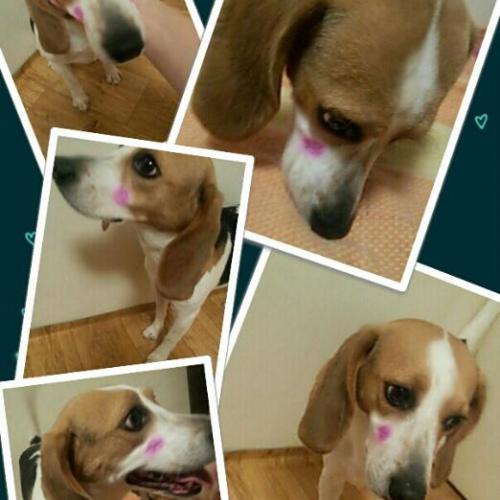 비글 여아 분양합니다.